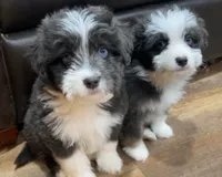 Sable, a female Miniature Aussiedoodle for sale in Powhatan, VA – Photo 5 of 9