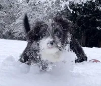 Sable, a female Miniature Aussiedoodle for sale in Powhatan, VA – Photo 3 of 9