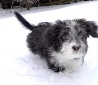 Sable, a female Miniature Aussiedoodle for sale in Powhatan, VA – Photo 7 of 9