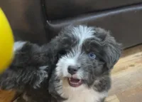 Sable, a female Miniature Aussiedoodle for sale in Powhatan, VA – Photo 4 of 9