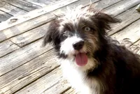 Sable, a female Miniature Aussiedoodle for sale in Powhatan, VA – Photo 4 of 5