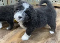 Sable, a female Miniature Aussiedoodle for sale in Powhatan, VA – Photo 6 of 9