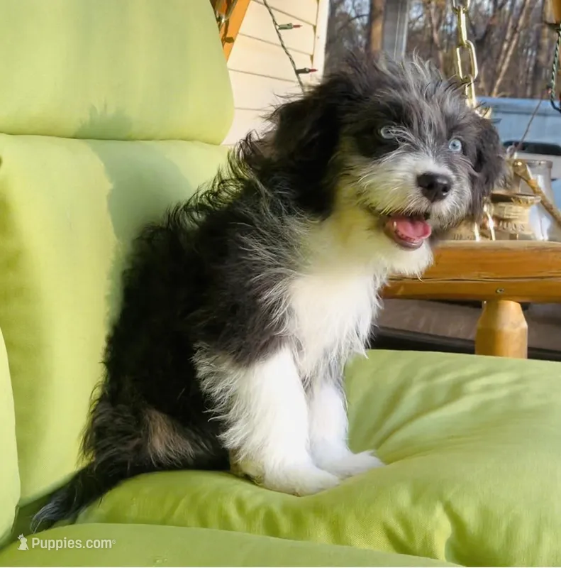 Sable – Miniature Aussiedoodle puppy for sale in Powhatan, VA