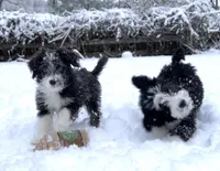 Sable, a female Miniature Aussiedoodle for sale in Powhatan, VA – Photo 2 of 9