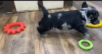 Mai’s Joker, a male Scottish Terrier and Aussiedoodle for sale in Powhatan, VA – 2 of 5