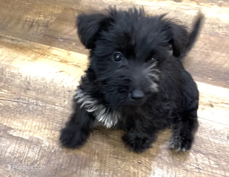 Mimi – Scottish Terrier, Aussiedoodle puppy for sale in Powhatan, VA