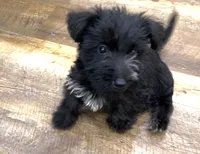Mimi, a female Aussiedoodle for sale in Powhatan, VA – 2 of 4