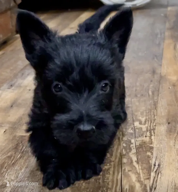 Gromet  – Scottish Terrier puppy for sale in Powhatan, VA