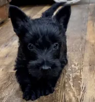 Gromet , a female Scottish Terrier for sale in Powhatan, VA – 1 of 2