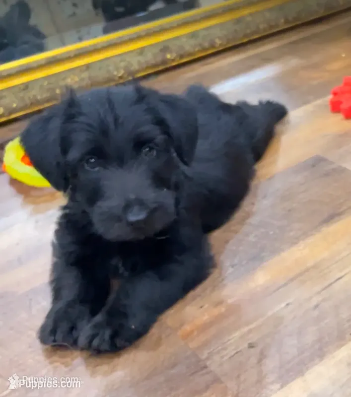Luther – Scottish Terrier, Aussiedoodle puppy for sale in Powhatan, VA