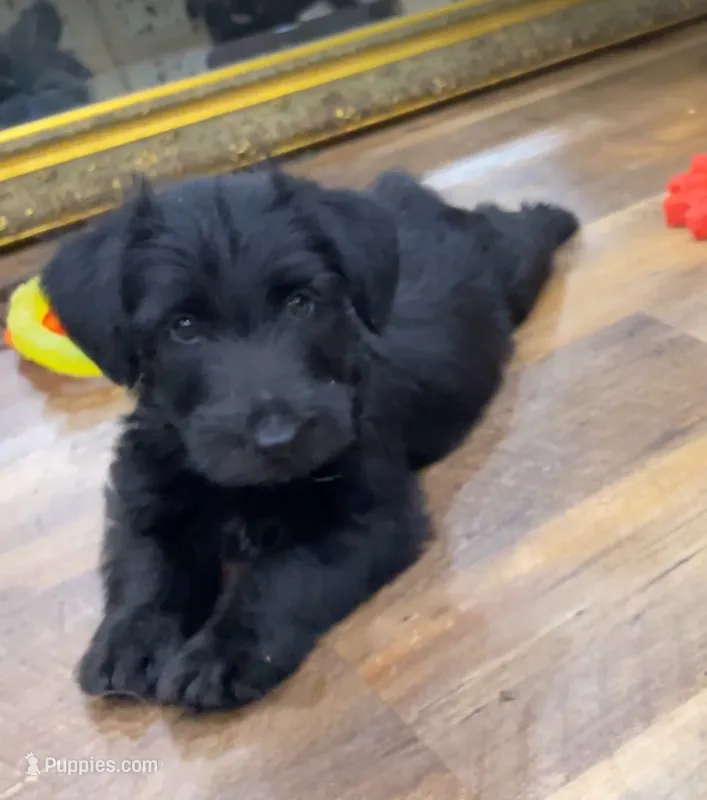 Luther – Scottish Terrier, Aussiedoodle puppy for sale in Powhatan, VA