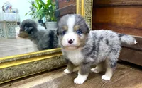 Dirty Harry, a male Miniature Aussiedoodle for sale in Powhatan, VA – 2 of 6