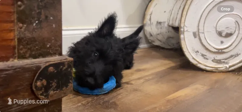 Wicklow – Scottish Terrier puppy for sale in Powhatan, VA