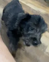 Missy, a female Scottish Terrier and Aussiedoodle for sale in Powhatan, VA – 2 of 3