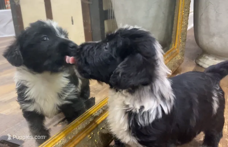 Mai’s Joker – Scottish Terrier, Aussiedoodle puppy for sale in Powhatan, VA