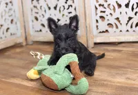 Obi-Wan, a male Scottish Terrier for sale in Powhatan, VA – Photo 3 of 4