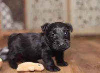 Obi-Wan, a male Scottish Terrier for sale in Powhatan, VA – Photo 4 of 4