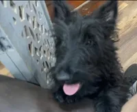 Obi-Wan, a male Scottish Terrier for sale in Powhatan, VA – Photo 2 of 4
