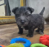 Mick Mars, a male Scottish Terrier and Aussiedoodle for sale in Powhatan, VA – 2 of 2