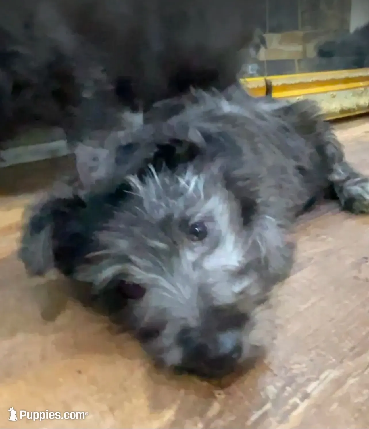 Missy, a female Scottish Terrier and Aussiedoodle for sale in Powhatan, VA – 3 of 3