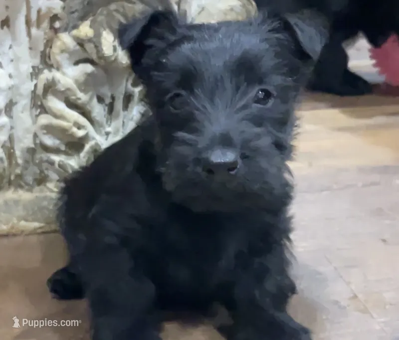 Wicklow – Scottish Terrier puppy for sale in Powhatan, VA