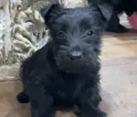 Wicklow, a male Scottish Terrier for sale in Powhatan, VA – 1 of 2