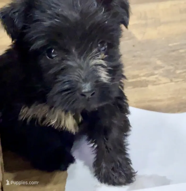 Mimi – Scottish Terrier, Aussiedoodle puppy for sale in Powhatan, VA