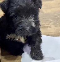Mimi, a female Aussiedoodle for sale in Powhatan, VA – 1 of 4