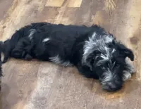 Joker, a male Aussiedoodle for sale in Powhatan, VA – 4 of 4