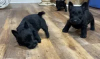 Wicklow, a male Scottish Terrier for sale in Powhatan, VA – 8 of 8