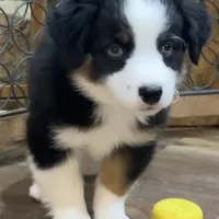 Shake and bake, a male Miniature Aussiedoodle for sale in Powhatan, VA – Photo 3 of 10