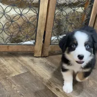 Shake and bake, a male Miniature Aussiedoodle for sale in Powhatan, VA – Photo 5 of 10