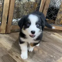 Shake and bake, a male Miniature Aussiedoodle for sale in Powhatan, VA – Photo 9 of 10