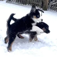Shake and bake, a male Miniature Aussiedoodle for sale in Powhatan, VA – Photo 1 of 10