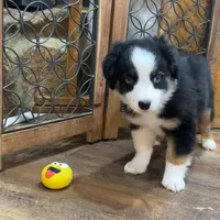 Shake and bake, a male Miniature Aussiedoodle for sale in Powhatan, VA – Photo 6 of 10
