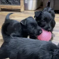 Lycan, a male Scottish Terrier for sale in Powhatan, VA – Photo 3 of 9