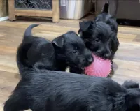 Lycan, a male Scottish Terrier for sale in Powhatan, VA – Photo 3 of 9