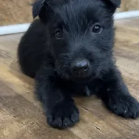 Lycan, a male Scottish Terrier for sale in Powhatan, VA – Photo 8 of 9