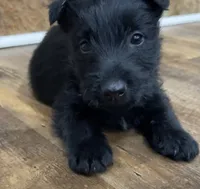 Lycan, a male Scottish Terrier for sale in Powhatan, VA – Photo 8 of 9