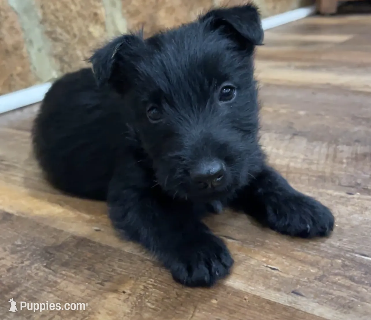 Lycan, a male Scottish Terrier for sale in Powhatan, VA – Photo 2 of 9