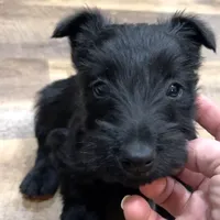 Lycan, a male Scottish Terrier for sale in Powhatan, VA – Photo 5 of 9