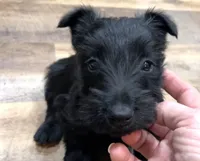 Lycan, a male Scottish Terrier for sale in Powhatan, VA – Photo 5 of 9