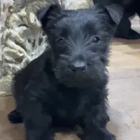 Lycan, a male Scottish Terrier for sale in Powhatan, VA – Photo 1 of 9