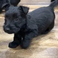 Lycan, a male Scottish Terrier for sale in Powhatan, VA – Photo 4 of 9