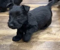Lycan, a male Scottish Terrier for sale in Powhatan, VA – Photo 4 of 9