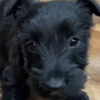 Lycan, a male Scottish Terrier for sale in Powhatan, VA – Photo 7 of 9