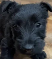 Lycan, a male Scottish Terrier for sale in Powhatan, VA – Photo 7 of 9