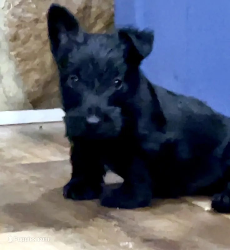 Wigwam – Scottish Terrier puppy for sale in Powhatan, VA