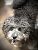 Spoon, a female Aussiedoodle for sale in Powhatan, VA – Photo 2 of 2