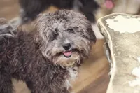 Spoon, a female Aussiedoodle for sale in Powhatan, VA – Photo 1 of 2